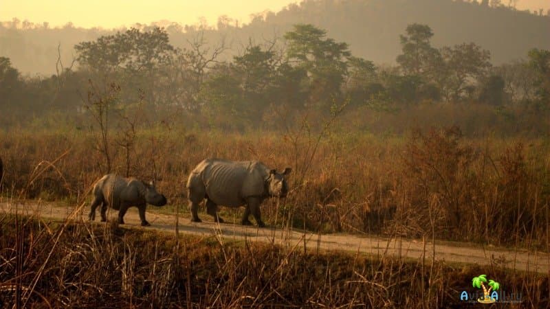 Парк Казиранга носороги