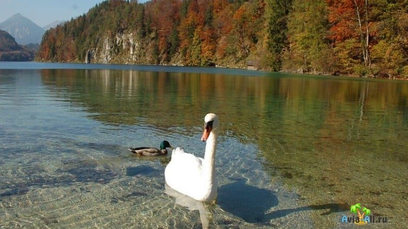 Озеро Байкал Флора и фауна фото