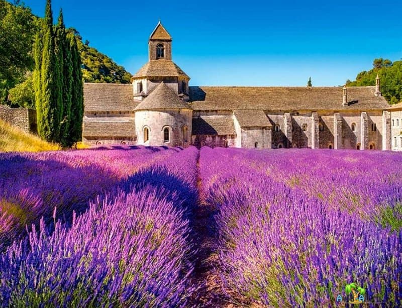 Лавандовые поля Прованса. Что нужно знать туристу о винодельческом районе Франции?2