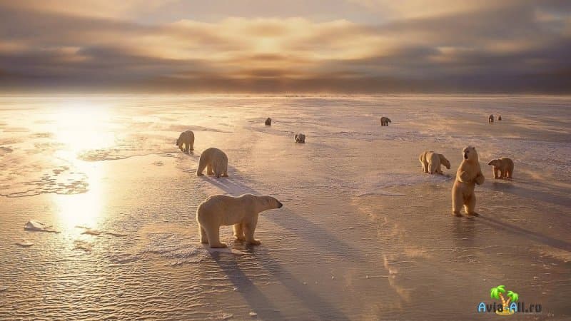 Как живется за полярным кругом? Флора и фауна Крайнего Севера4