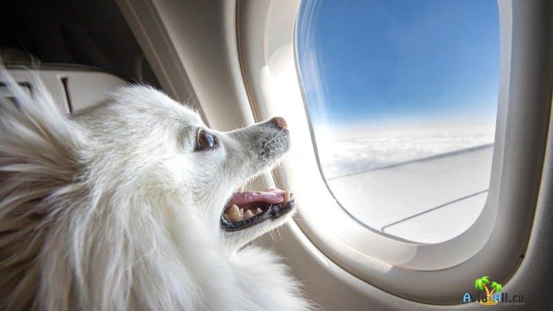 Животные в самолёте