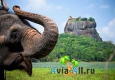Удивительные факты о Шри-Ланке. Чего не знают туристы о небольшой стране?1