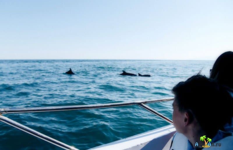 Дельфины в Судаке