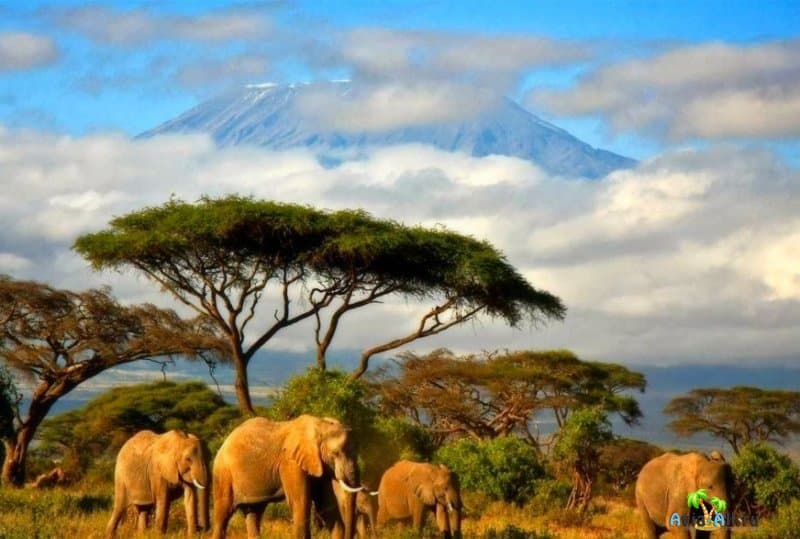 Отдых в Танзании 2020: туры, чем заняться, цены