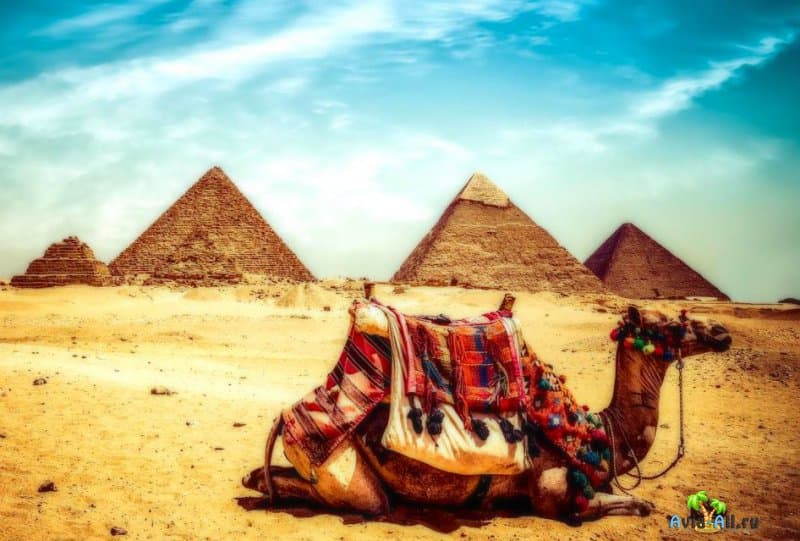 Верблюды, экскурсии в Египте зимой 2021: авиабилеты, цены, туры
