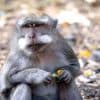 Вспышки оспы обезьян за границей - куда сейчас опасно ездить?