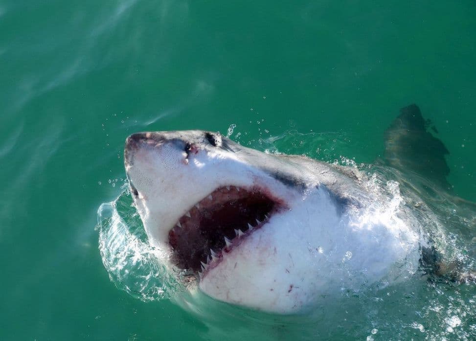 Нападение акул на туристов в Египте и Шарм-эль-Шейхе летом 2022