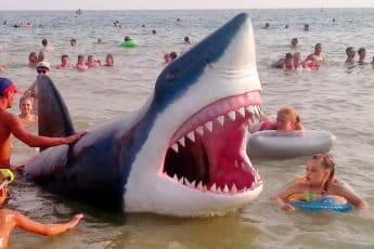 Есть ли акулы в Черном море?