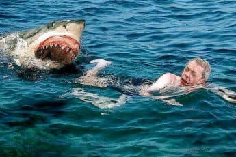Нападение акул на туристов в Египте и Шарм-эль-Шейхе летом 2022