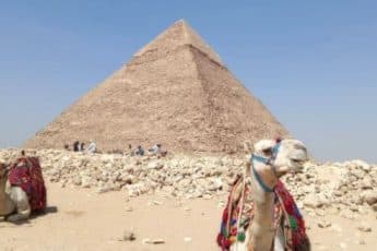 Акулы в Египте 2022