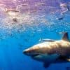 Есть ли акулы в Турции? Самые безопасные курорты