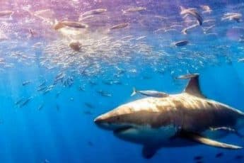 Есть ли акулы в Турции? Самые безопасные курорты