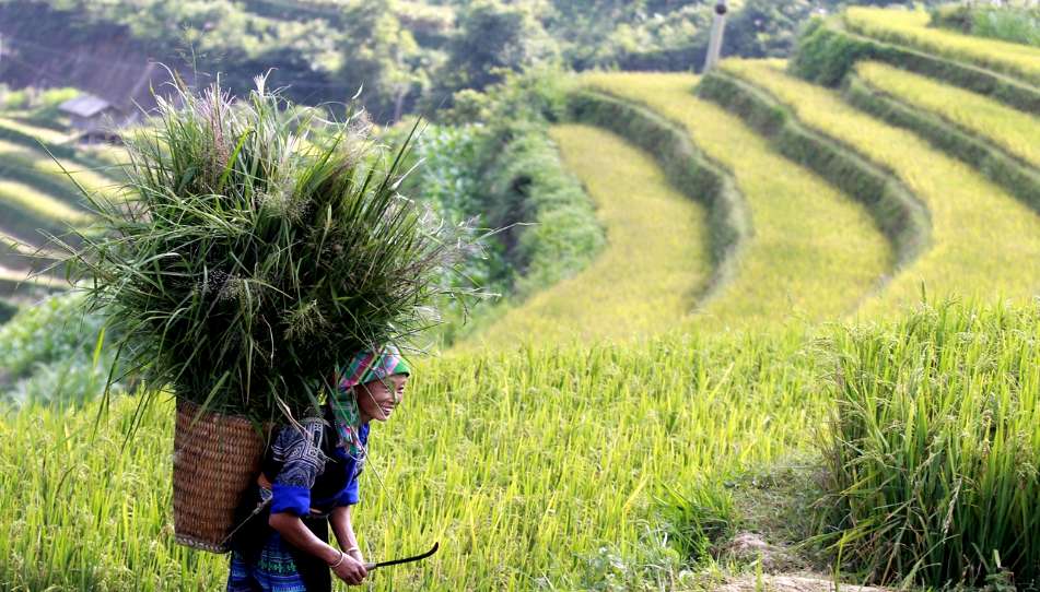 Экологическая ситуация во Вьетнаме: стоит ли выбирать эту страну для отдыха?