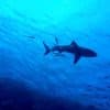Акулы в Египте 2023 - какие не опасные? Виды хищников в Красном море