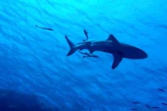 Акулы в Египте 2023 - какие не опасные? Виды хищников в Красном море