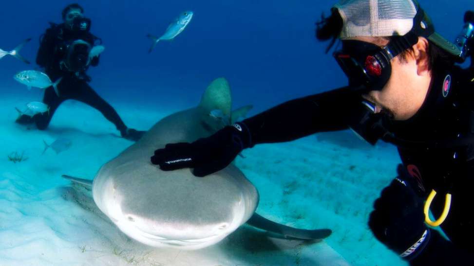 Какие обитают акулы в Тайланде? Опасны ли они для человека? 